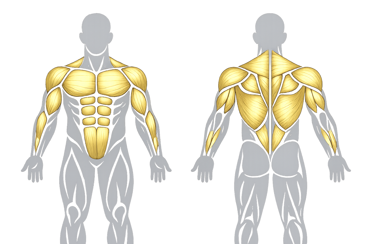 Upper Body workout